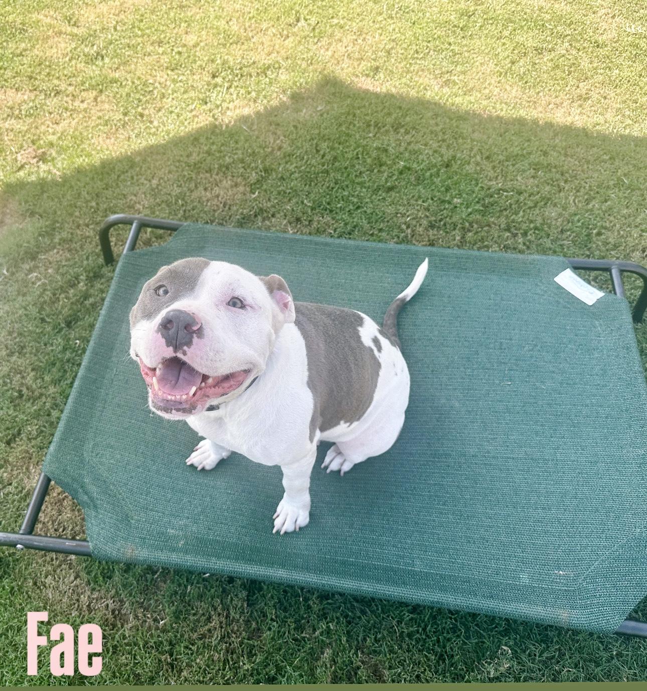 Fae, a Adoptable mixed breed in Auburn, GA image 4/6