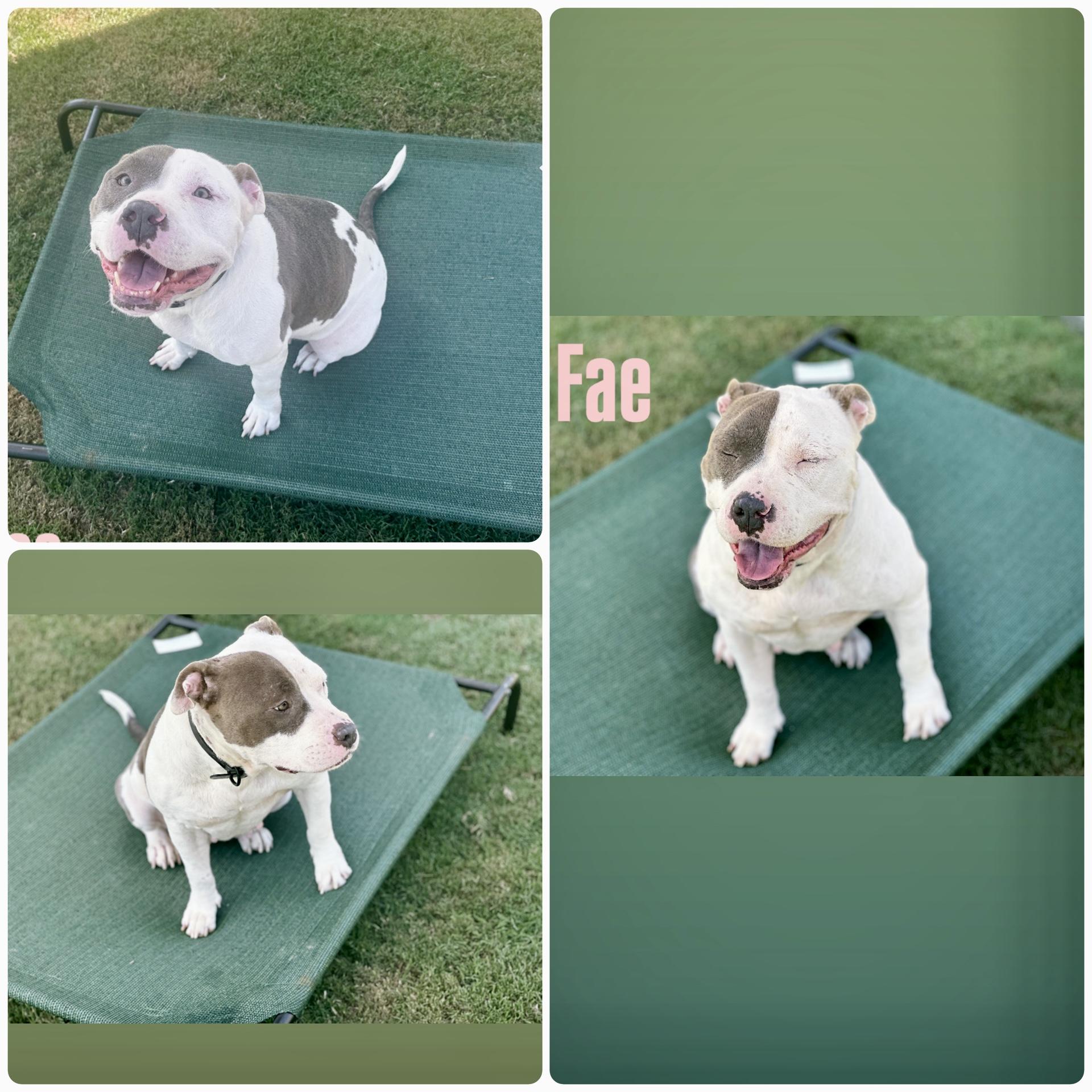 Fae, a Adoptable mixed breed in Auburn, GA image 3/6