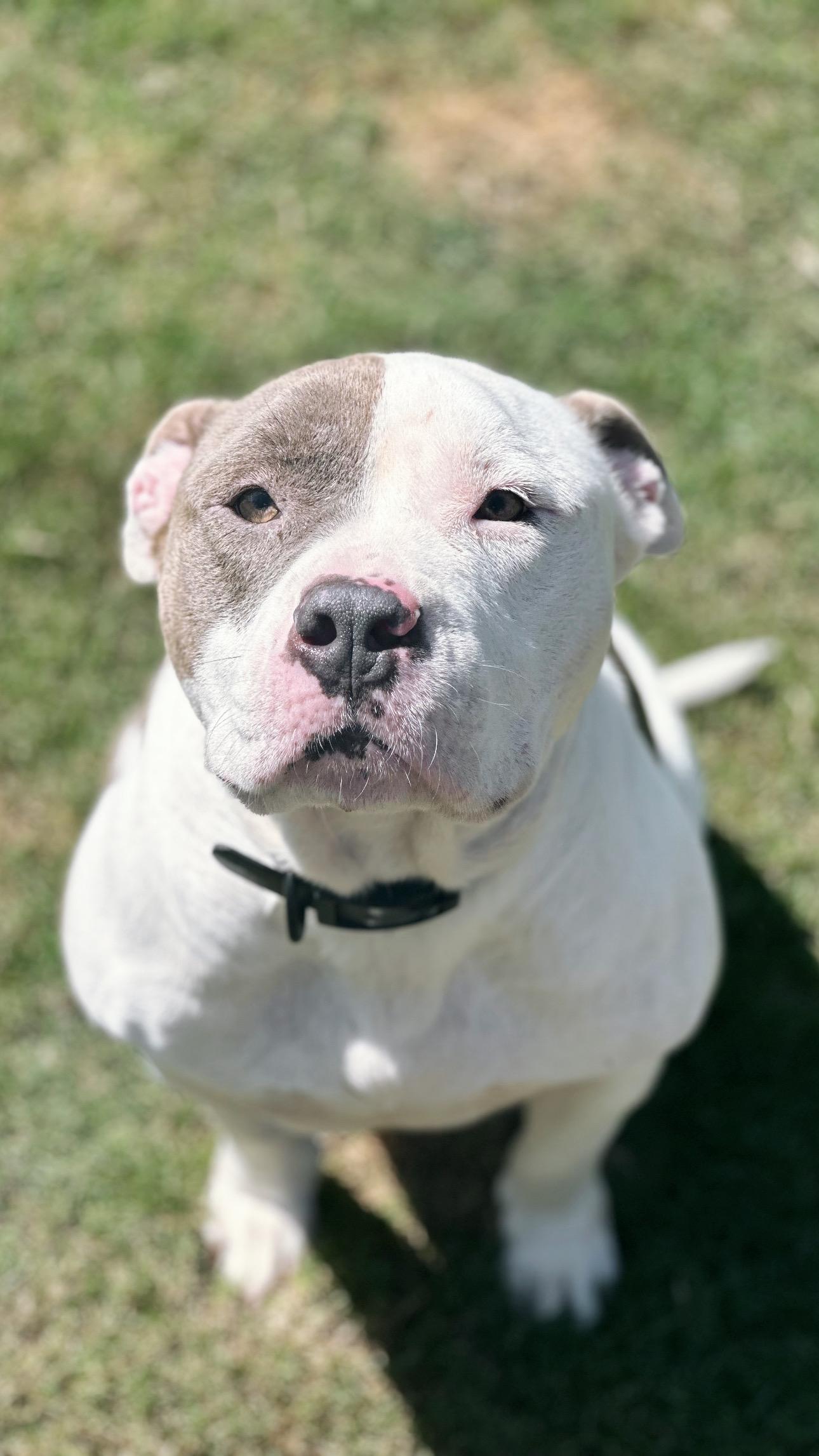 Fae, a Adoptable mixed breed in Auburn, GA image 5/6