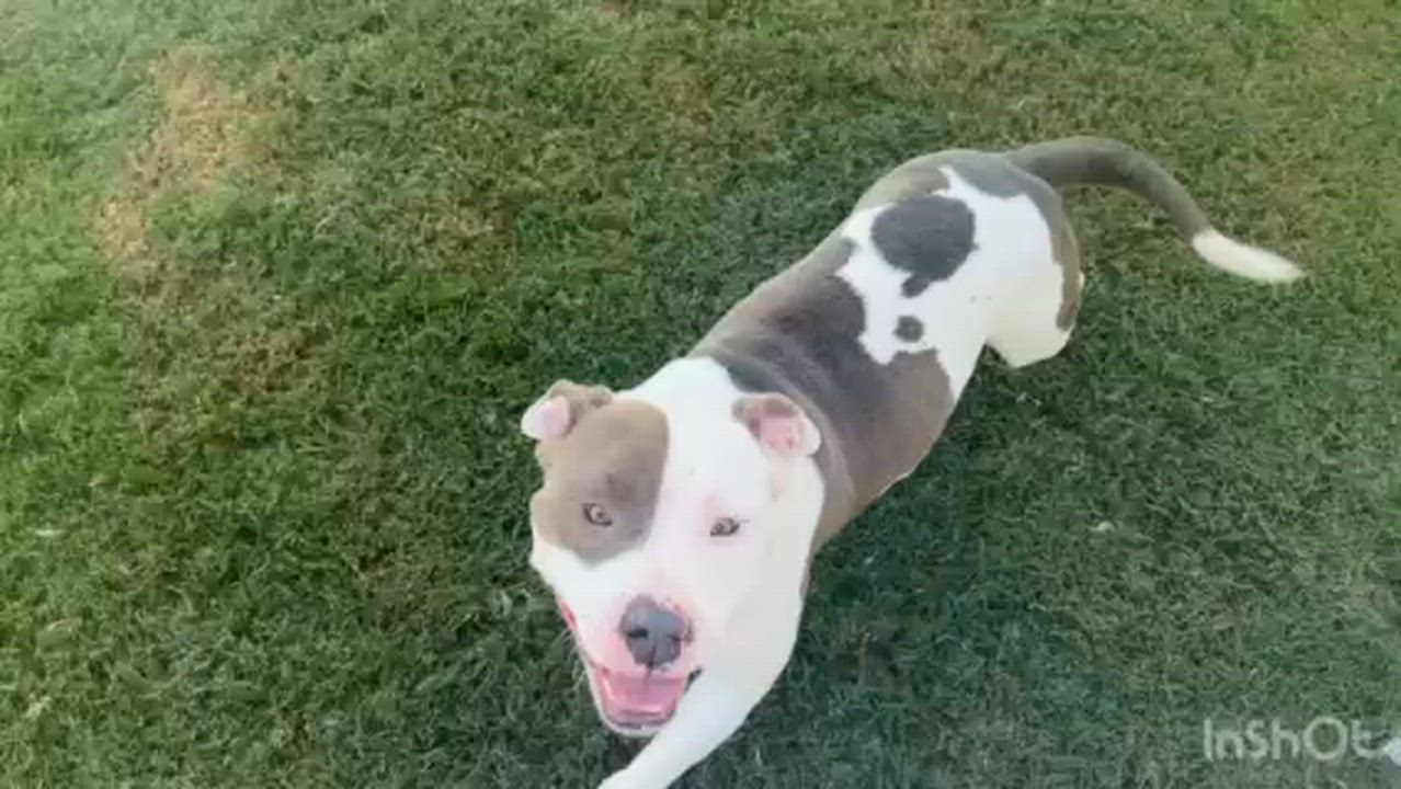 Enlarge Fae, a Adoptable mixed breed in Auburn, GA video 6/6