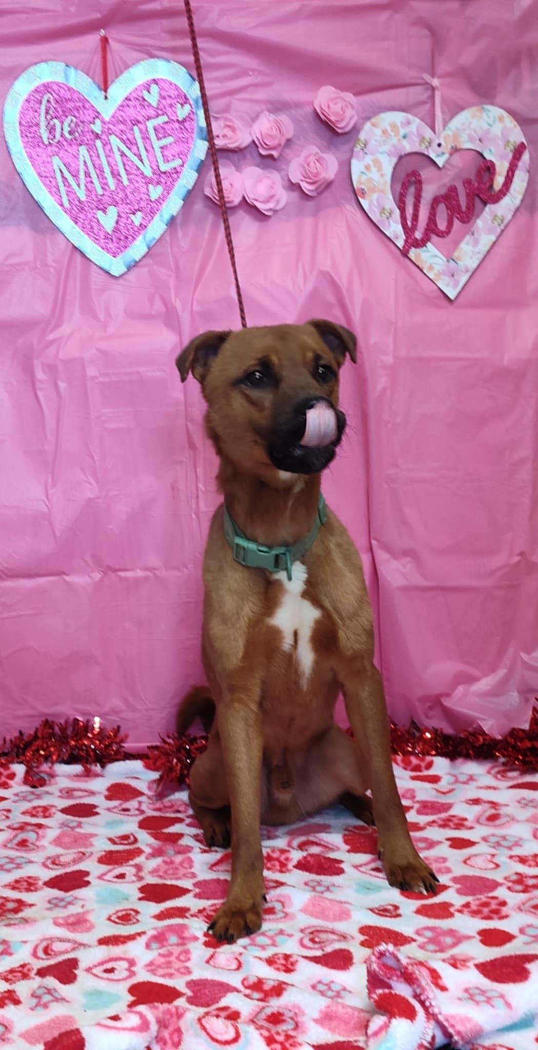 buster, Adult Male Shar-Pei