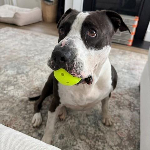 Martha Stu, Adoptable, Senior Female American Staffordshire Terrier & Mixed Breed.