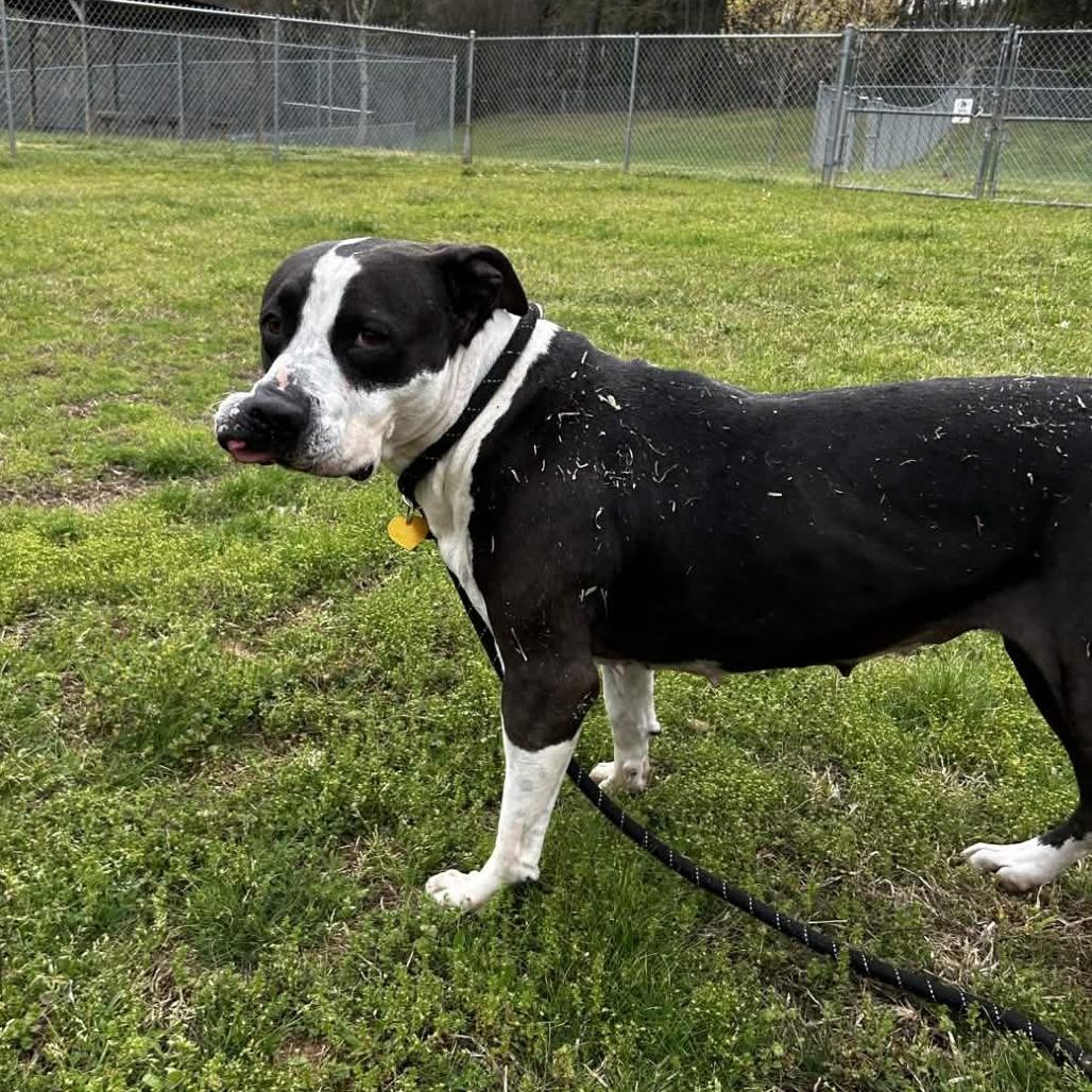 Martha Stu, a Adoptable mixed breed in Greenville, SC image 1/6