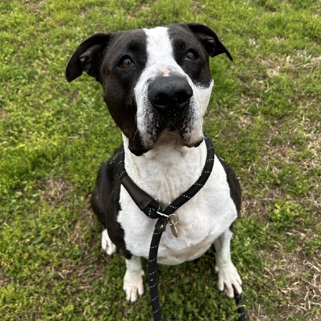 Martha Stu, a Adoptable mixed breed in Greenville, SC image 2/6