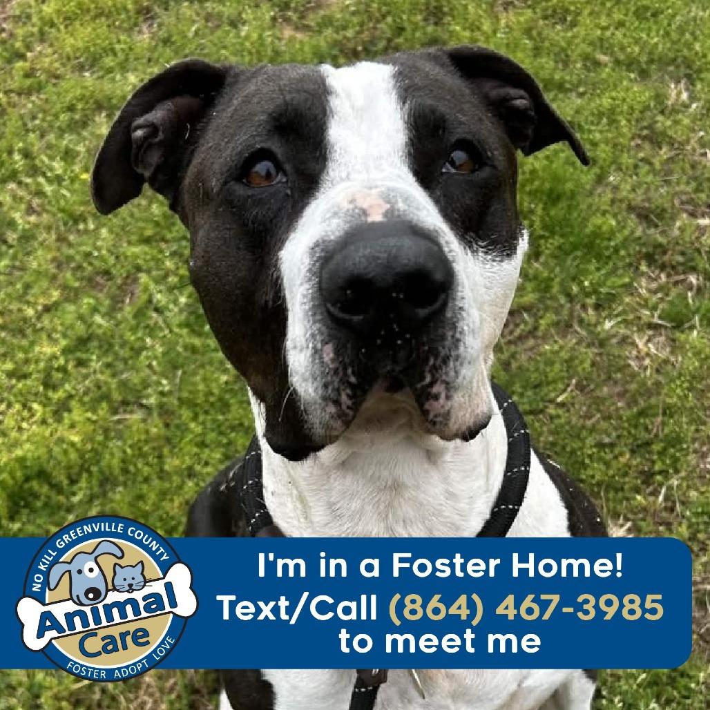 Martha Stu, a Adoptable mixed breed in Greenville, SC image 3/6