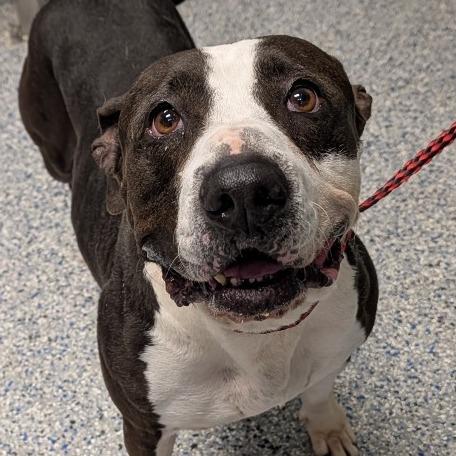 Martha Stu, a Adoptable mixed breed in Greenville, SC image 3/6