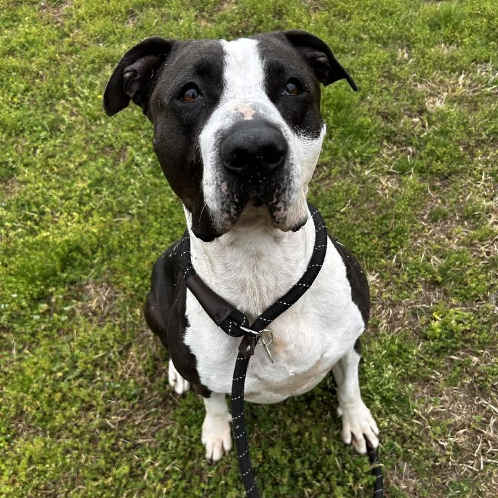 Martha Stu, a Adoptable mixed breed in Greenville, SC image 4/6