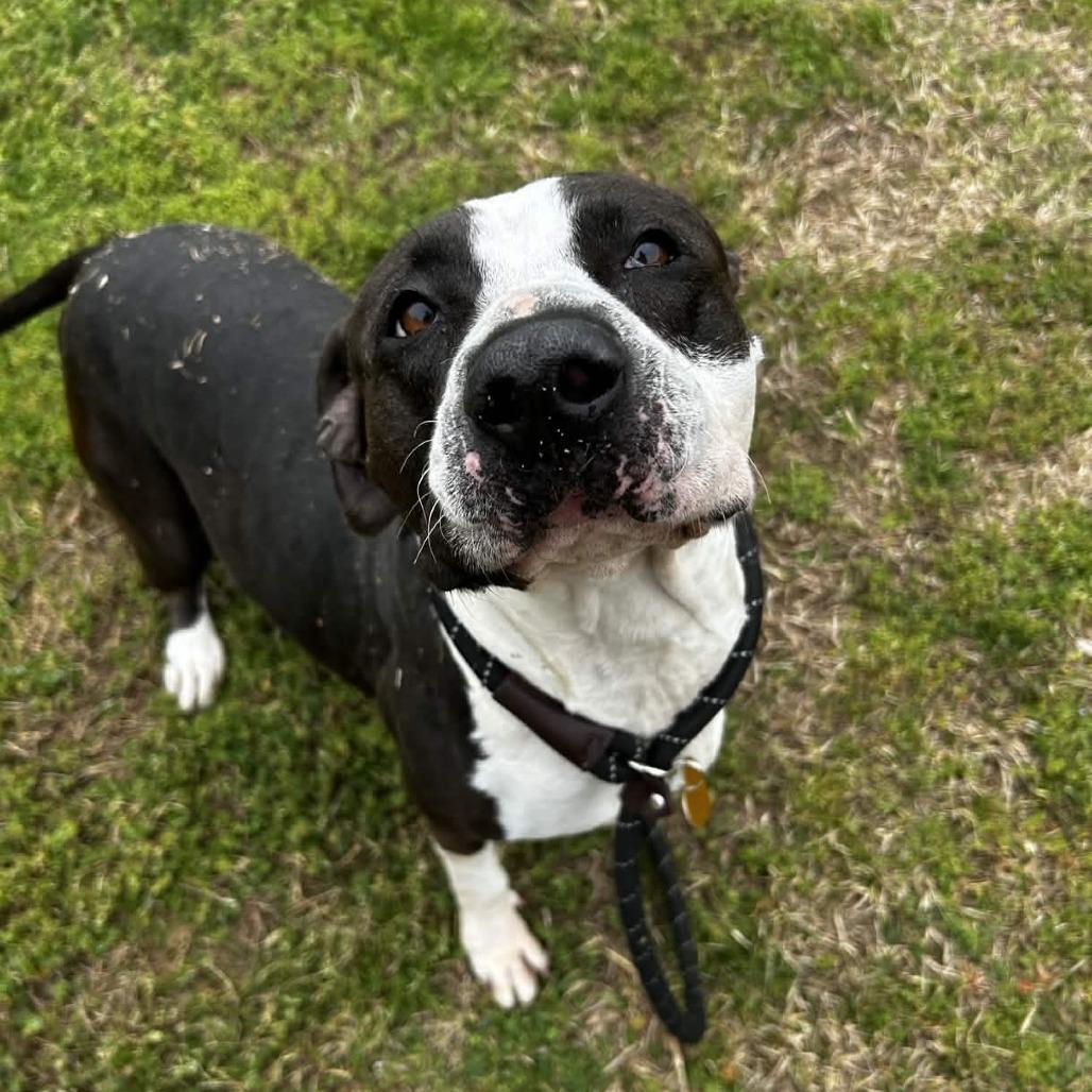Martha Stu, a Adoptable mixed breed in Greenville, SC image 5/6