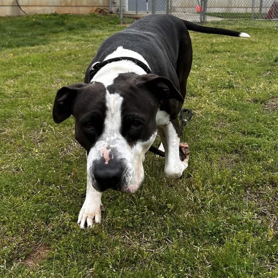 Martha Stu, a Adoptable mixed breed in Greenville, SC image 6/6