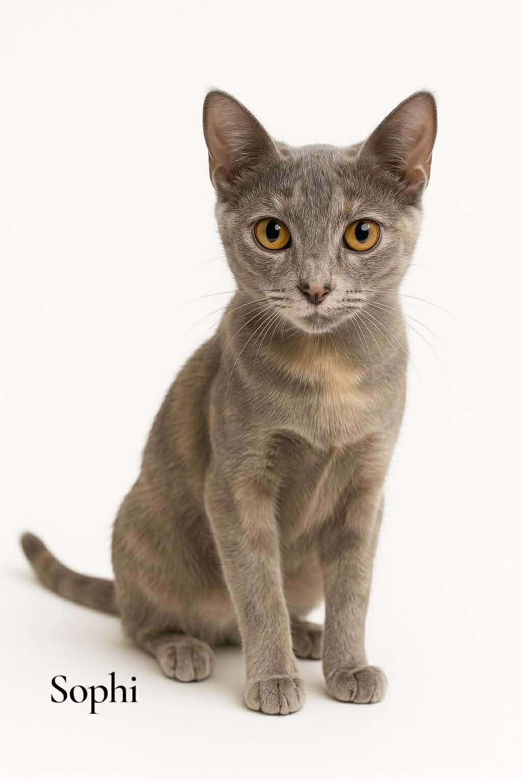 Enlarge Sophi, a ADOPTABLE Domestic Short Hair in Stevensville, MI image 1/1