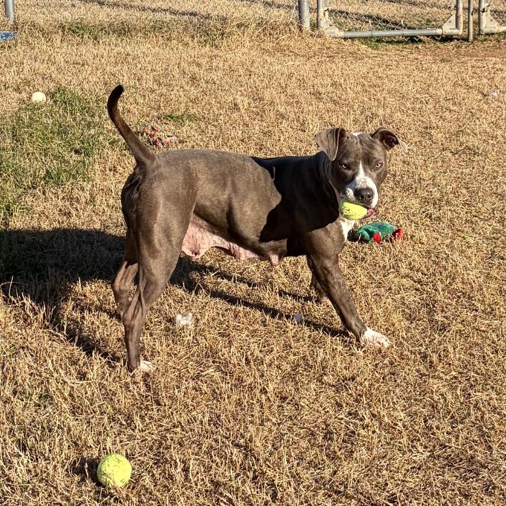 Bahama, Adoptable, Senior Female Pit Bull Terrier.