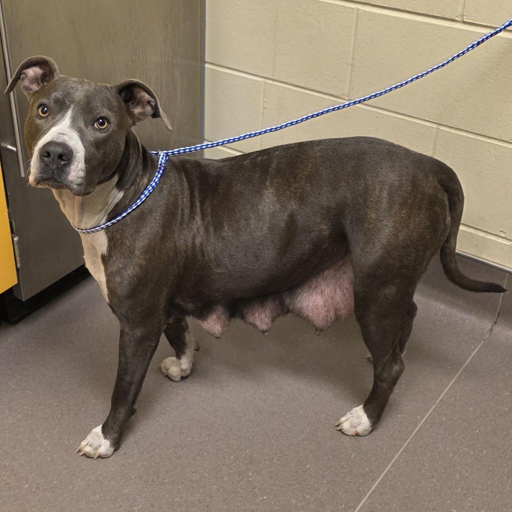 Bahama, Adoptable, Senior Female Pit Bull Terrier.