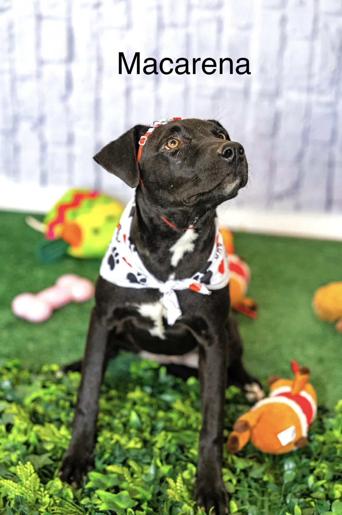 Enlarge Macarena, a Adoptable mixed breed in Rochester, NY image 1/5