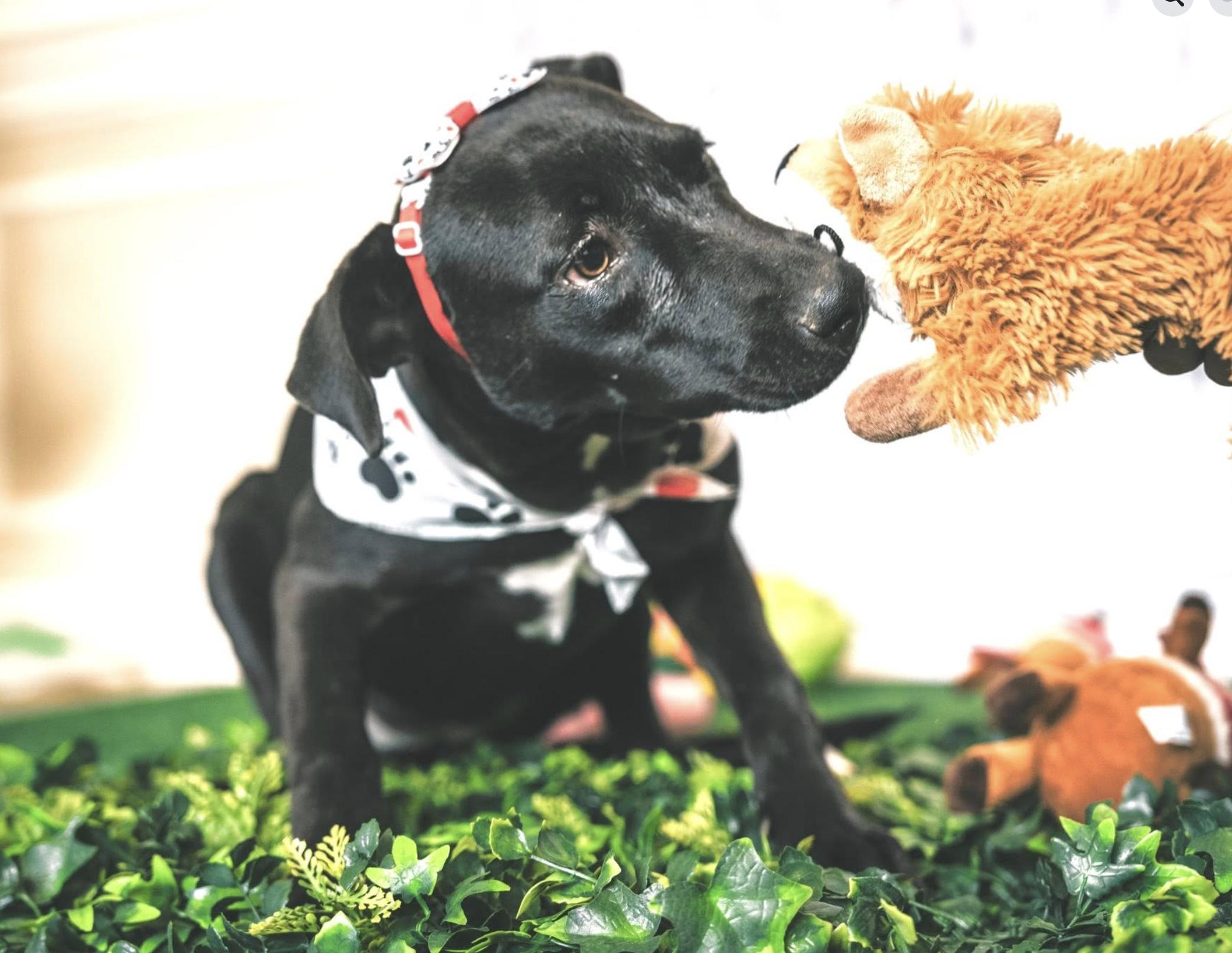 Enlarge Macarena, a Adoptable mixed breed in Rochester, NY image 5/5