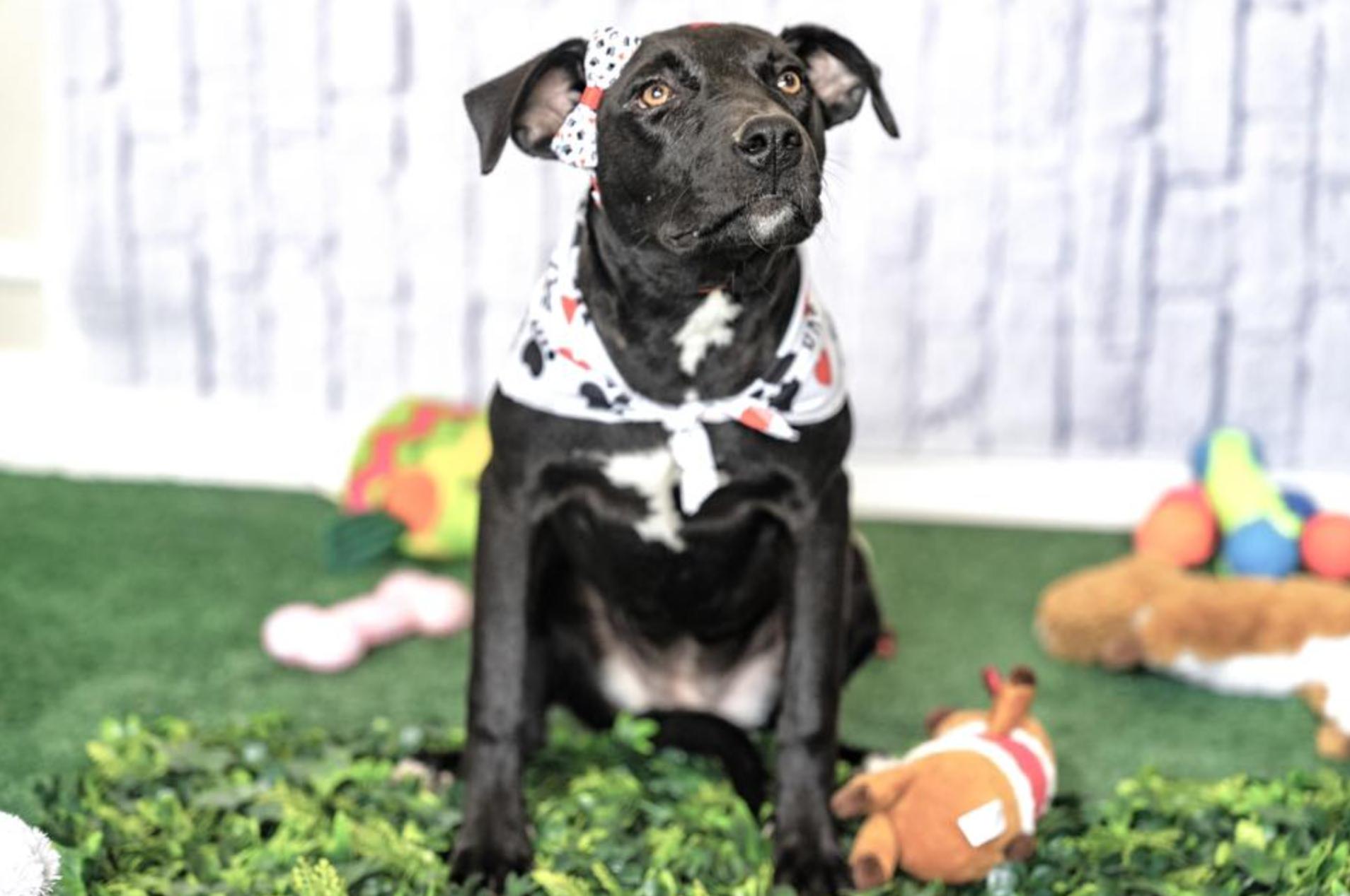 Enlarge Macarena, a Adoptable mixed breed in Rochester, NY image 3/5