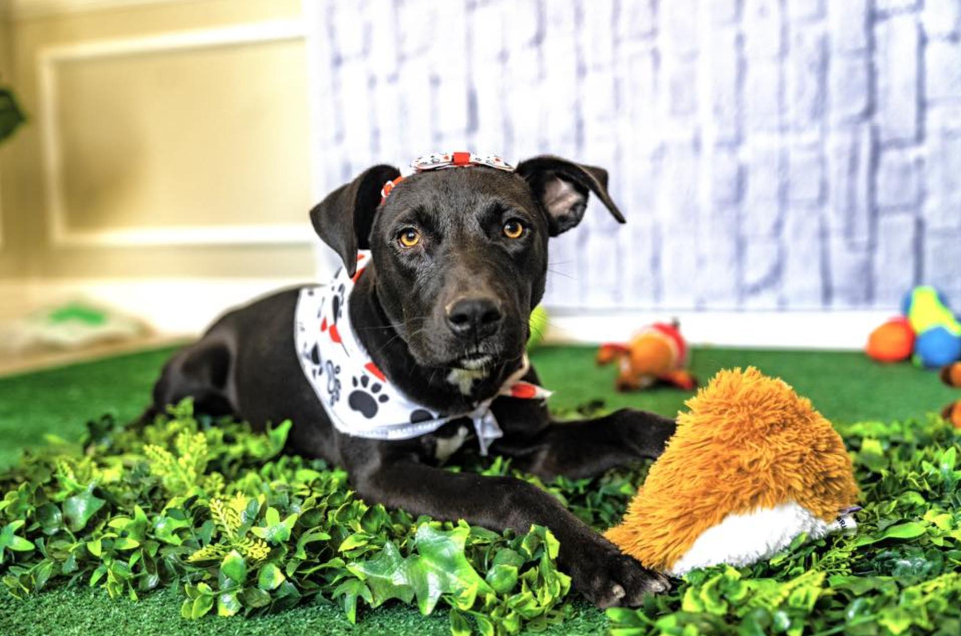 Enlarge Macarena, a Adoptable mixed breed in Rochester, NY image 4/5