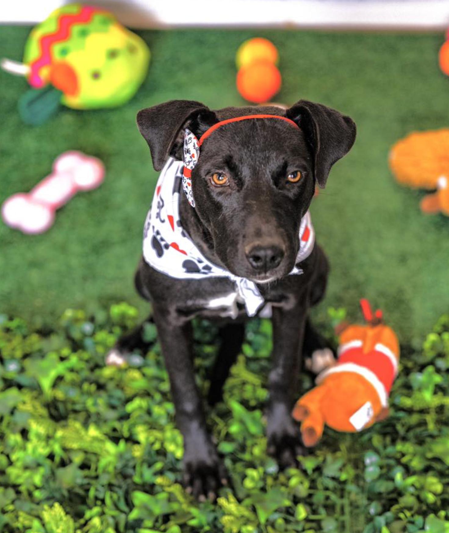 Enlarge Macarena, a Adoptable mixed breed in Rochester, NY image 2/5