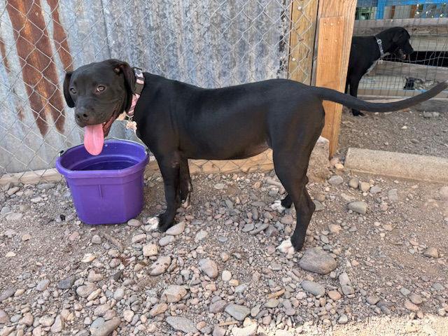 Effie, a Adoptable mixed breed in Williamsburg, NM image 1/3