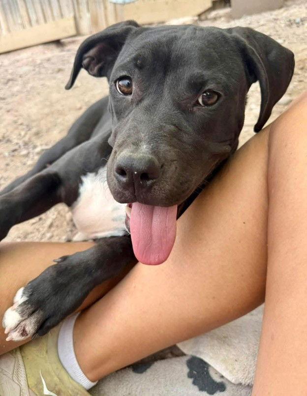 Enlarge Effie, a Adoptable mixed breed in Williamsburg, NM image 1/3