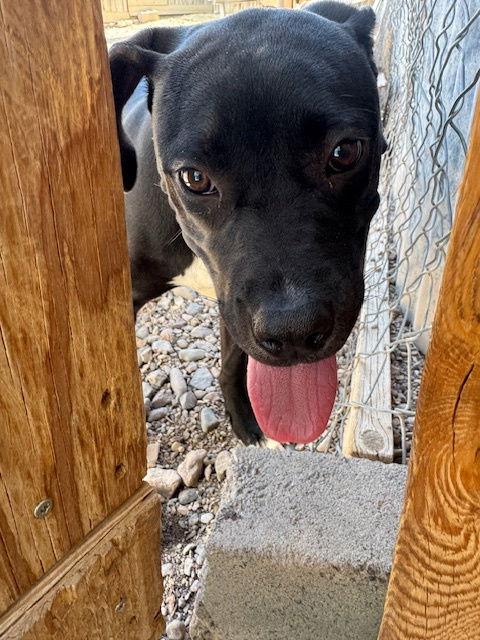 Effie, a Adoptable mixed breed in Williamsburg, NM image 2/3