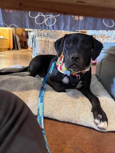 Enlarge Effie, a Adoptable mixed breed in Williamsburg, NM image 2/3