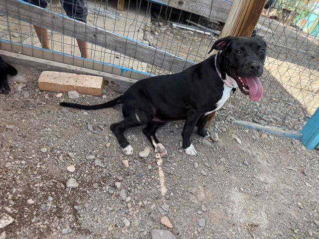 Effie, a Adoptable mixed breed in Williamsburg, NM image 3/3