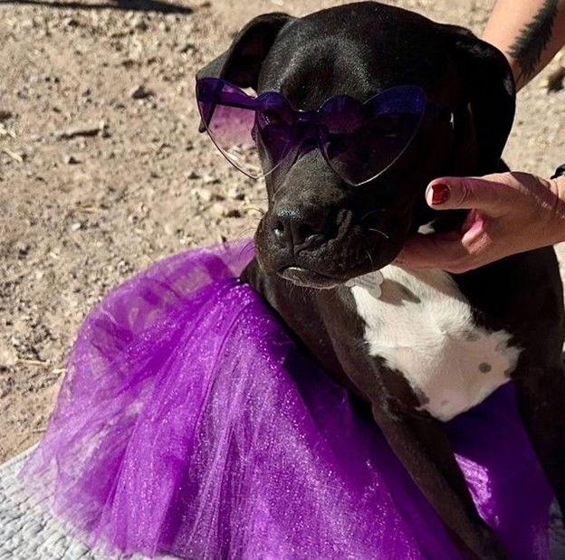 Enlarge Effie, a Adoptable mixed breed in Williamsburg, NM image 3/3