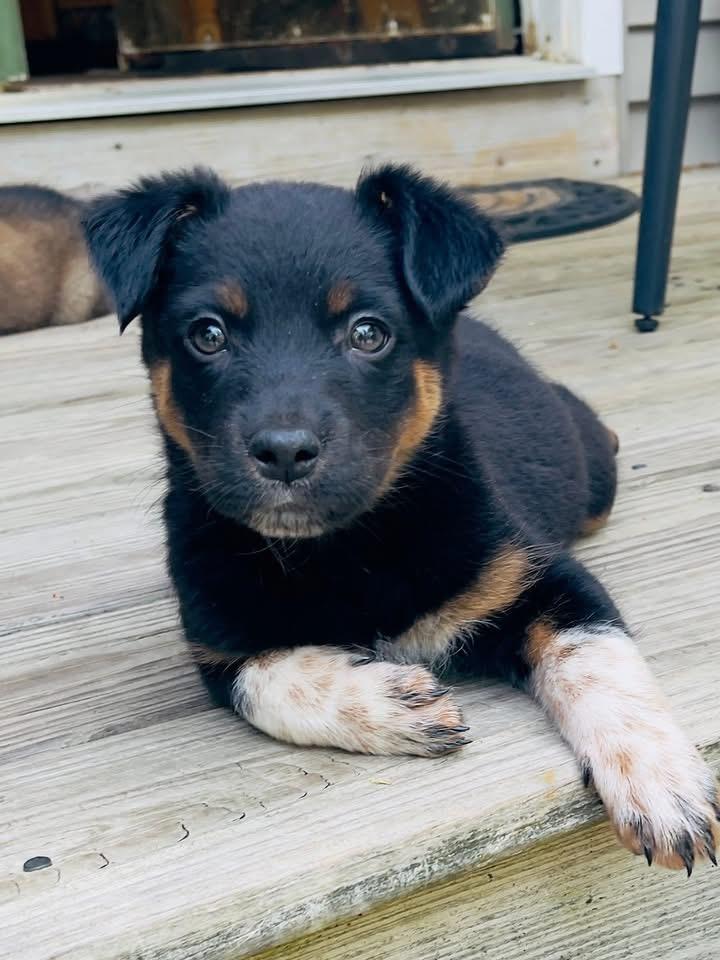 Lainey, Adoptable, Puppy Female Shepherd & Australian Cattle Dog / Blue Heeler.