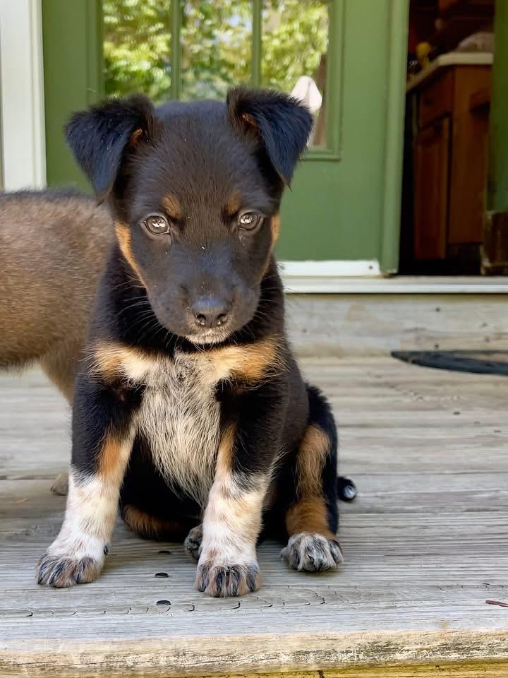 Enlarge Lainey, a Adoptable mixed breed in Berlin, NJ image 2/3