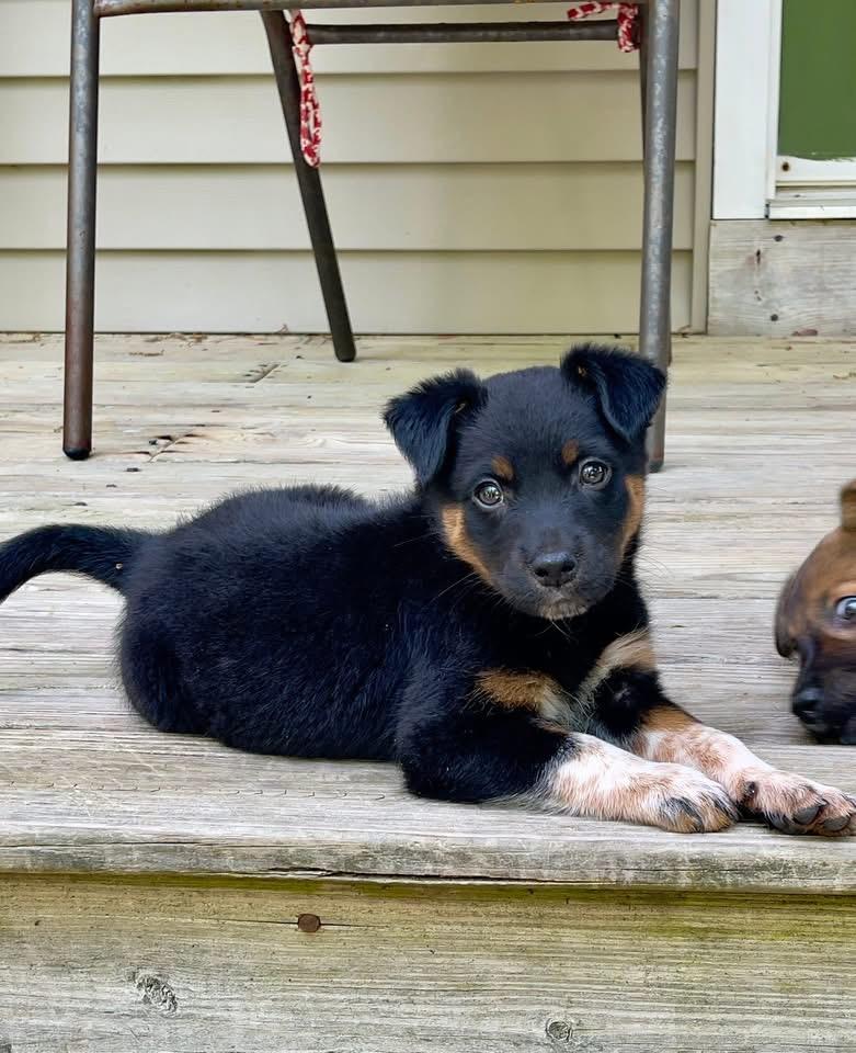 Enlarge Lainey, a Adoptable mixed breed in Berlin, NJ image 3/3