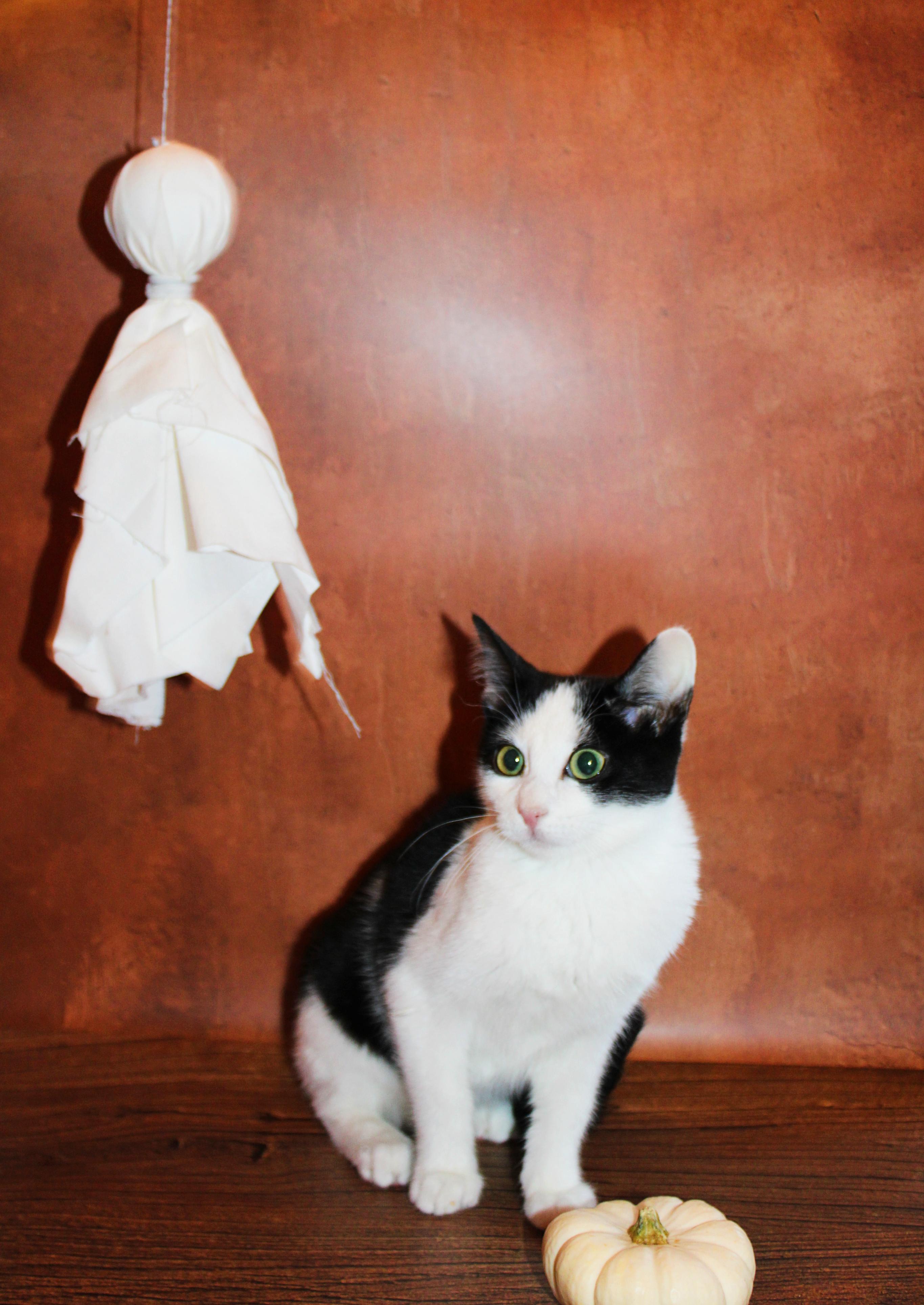 Enlarge Panda, a Adopted mixed breed in Lees Summit, MO image 3/6