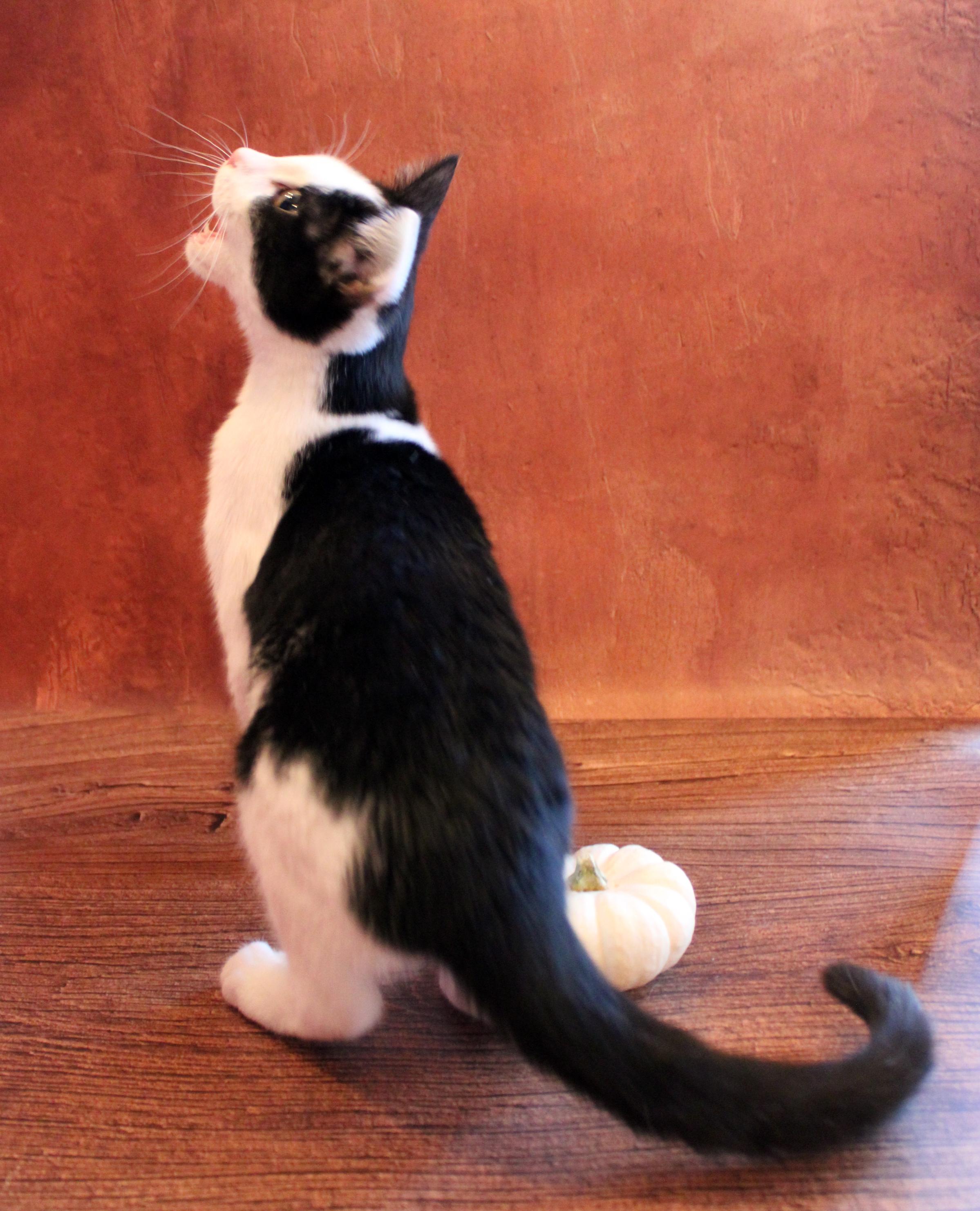 Enlarge Panda, a Adopted mixed breed in Lees Summit, MO image 6/6