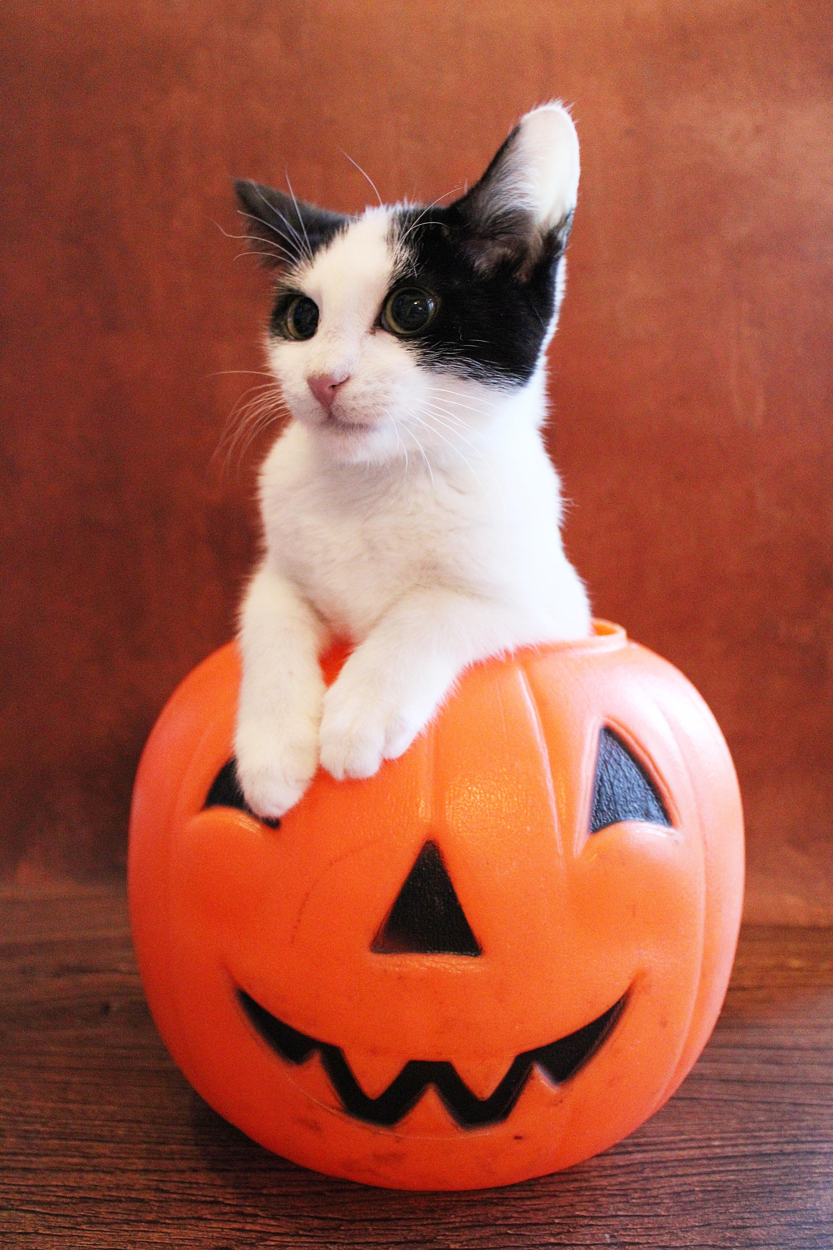 Panda, Adopted, Kitten Male Tuxedo & Siamese.