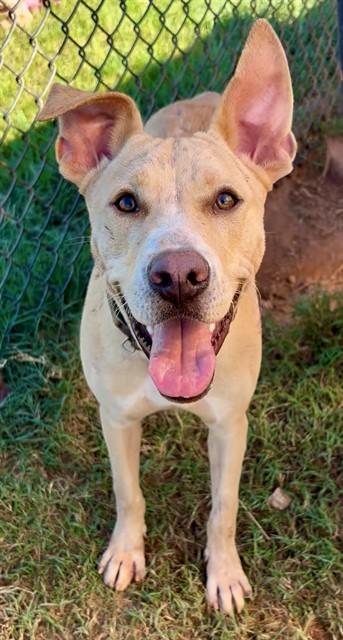 FROSTY PUFF, Adoptable, Young Female Labrador Retriever & Mixed Breed.