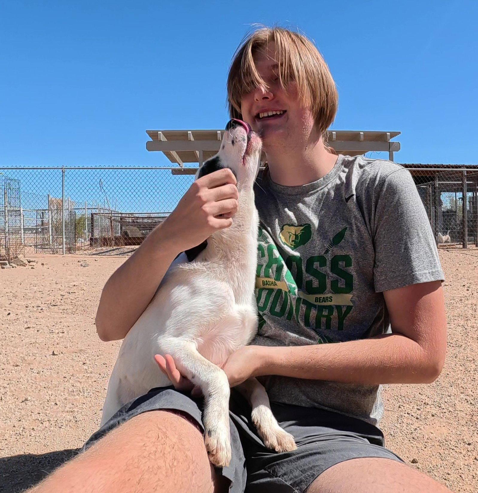 Enlarge Love, a Adopted Australian Shepherd in Queen Creek, AZ image 1/3