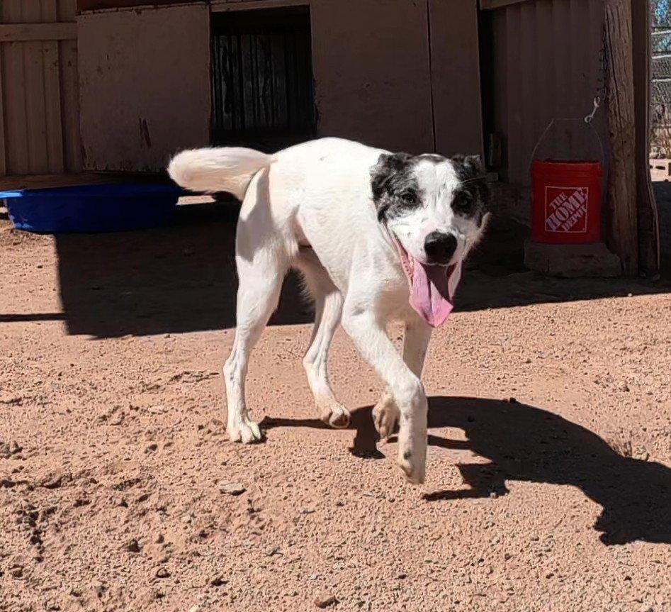 Enlarge Love, a Adopted Australian Shepherd in Queen Creek, AZ image 2/3