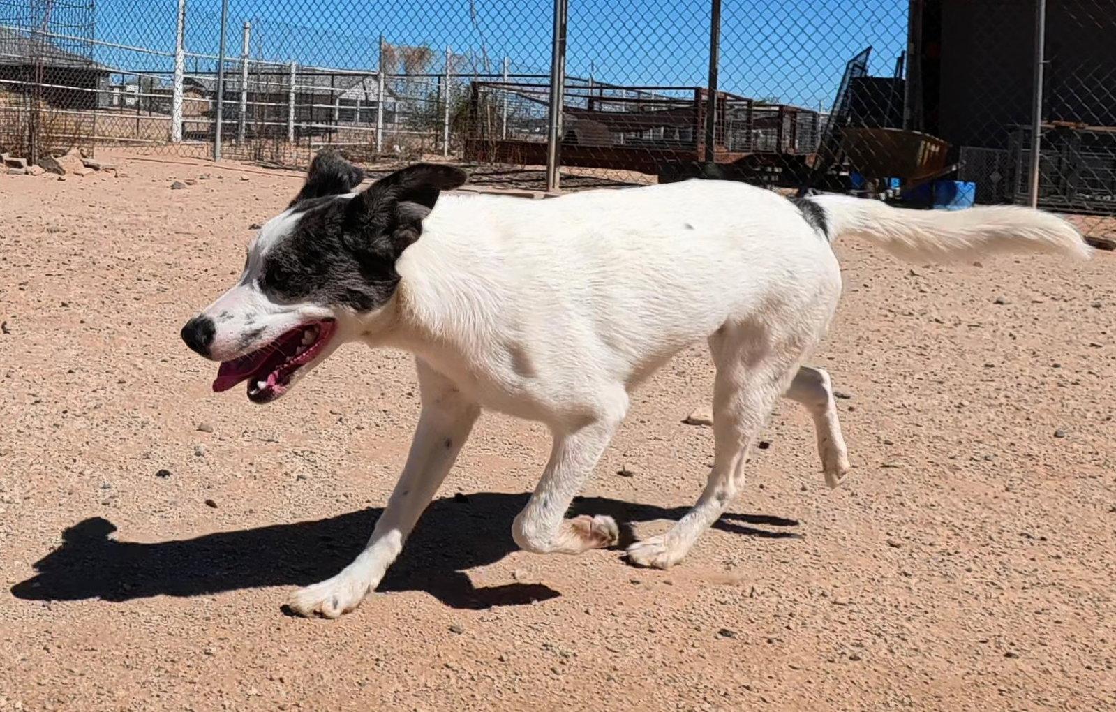 Enlarge Love, a Adopted Australian Shepherd in Queen Creek, AZ image 3/3