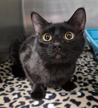 Stormy, ADOPTABLE, Adult Female Domestic Short Hair.