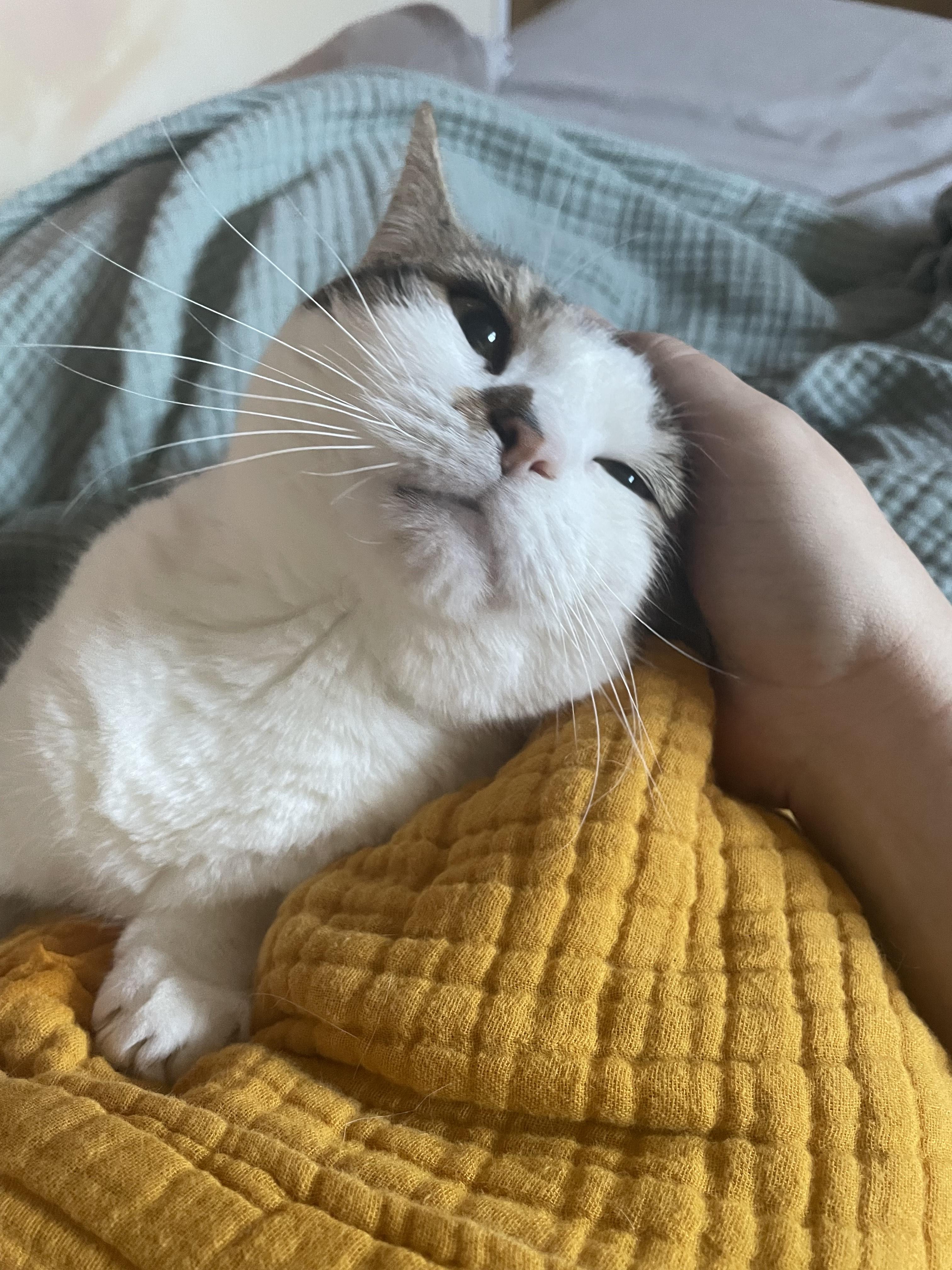 Myrtle, a Adoptable mixed breed in Philadelphia, PA image 1/6