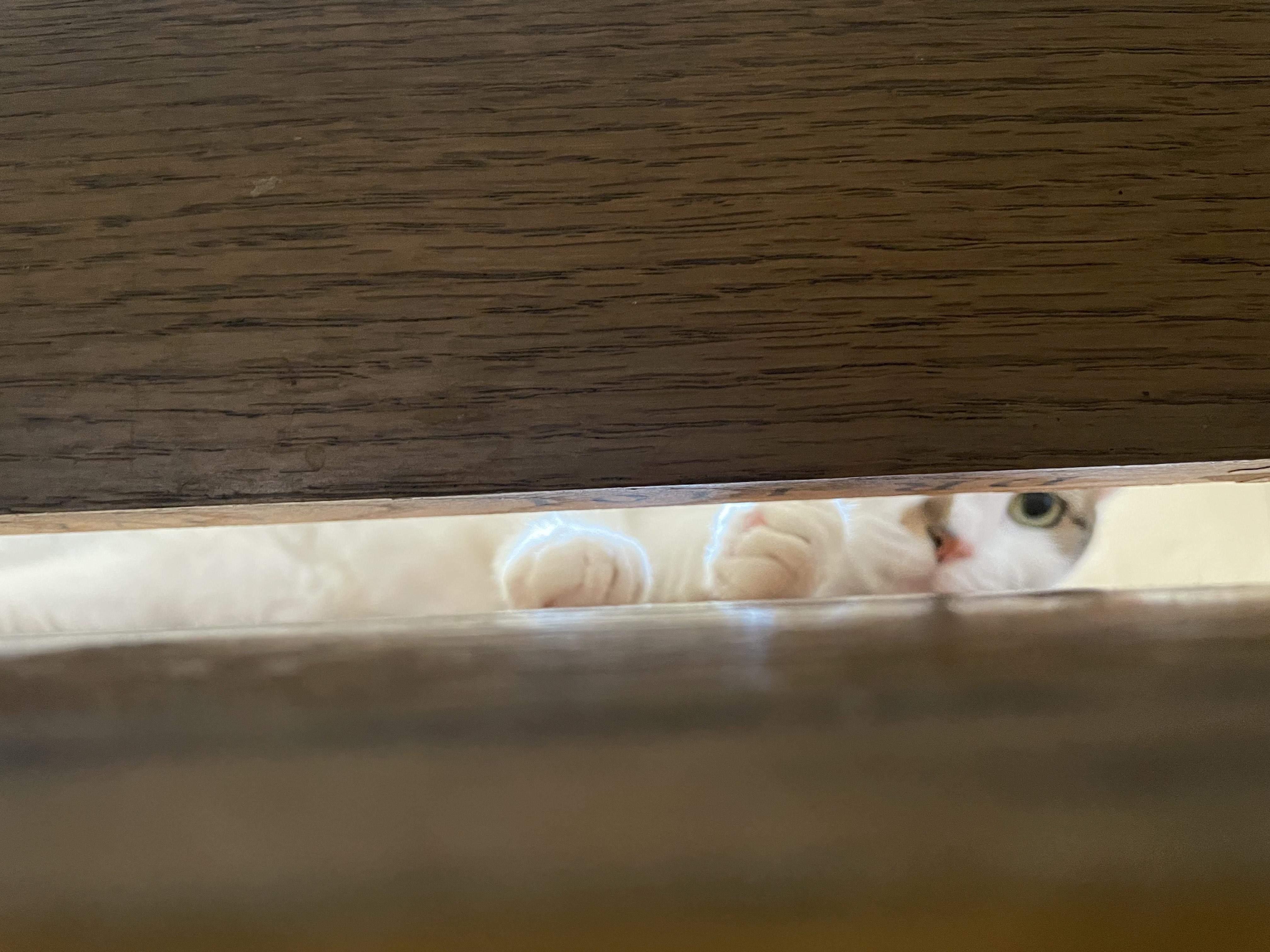 Myrtle, a Adoptable mixed breed in Philadelphia, PA image 2/6