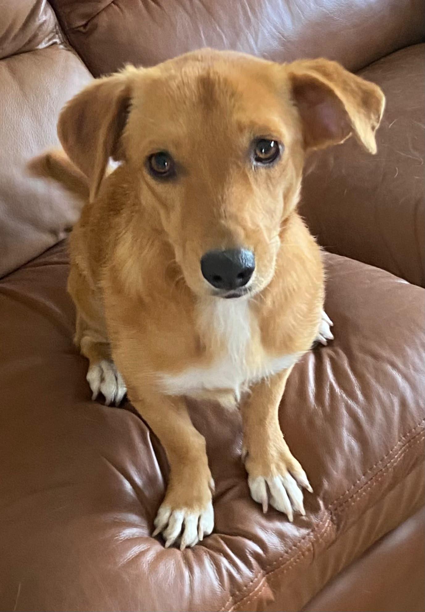 Ece, a Adoptable mixed breed in Kirkland, WA image 5/6