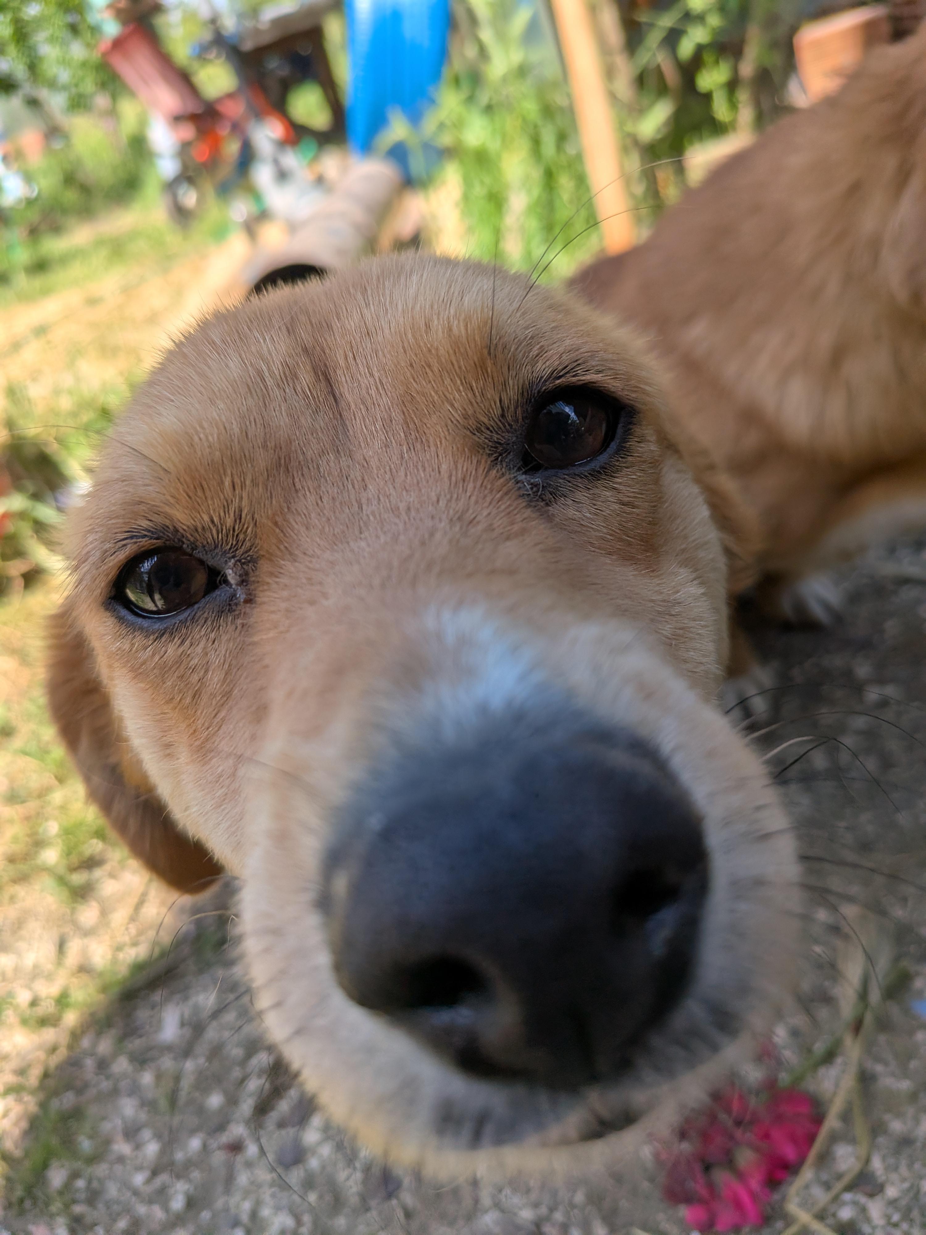 Ece, a Adoptable mixed breed in Kirkland, WA image 2/6