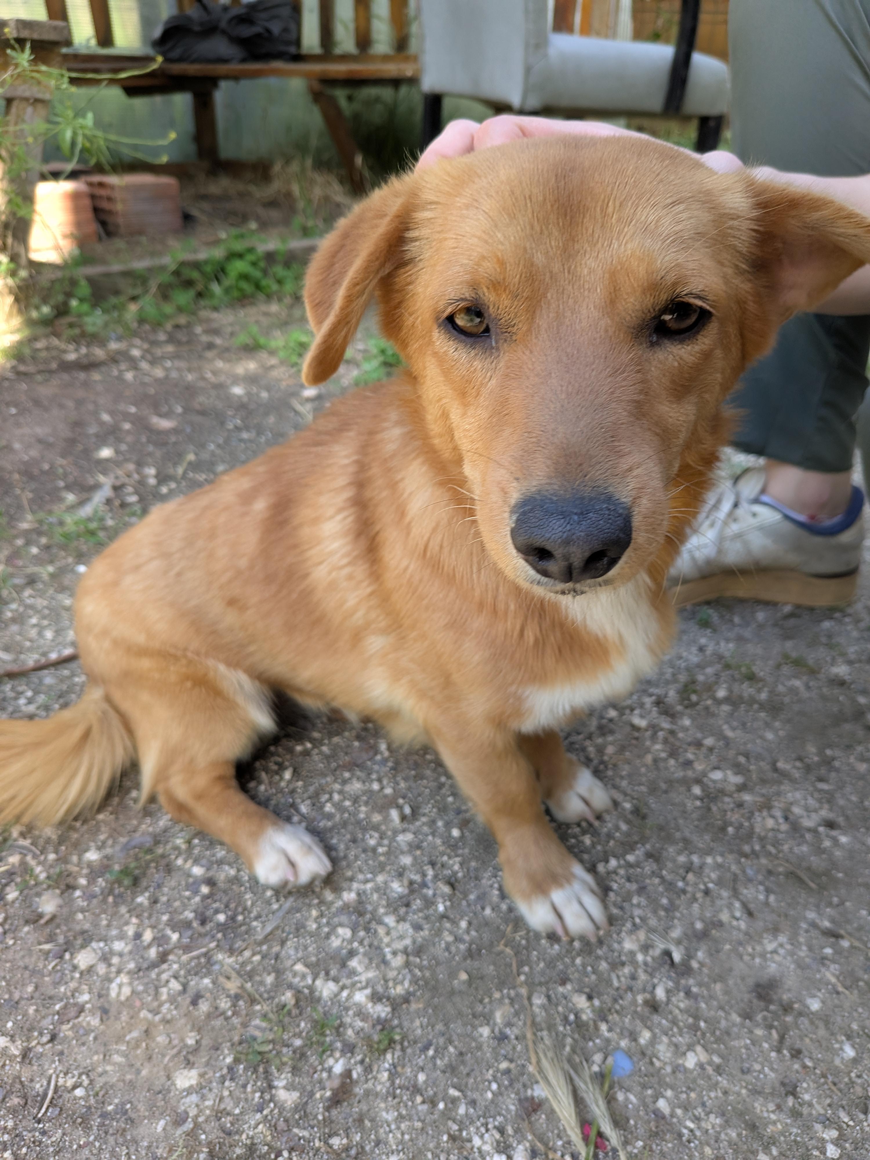 Ece, a Adoptable mixed breed in Kirkland, WA image 1/6