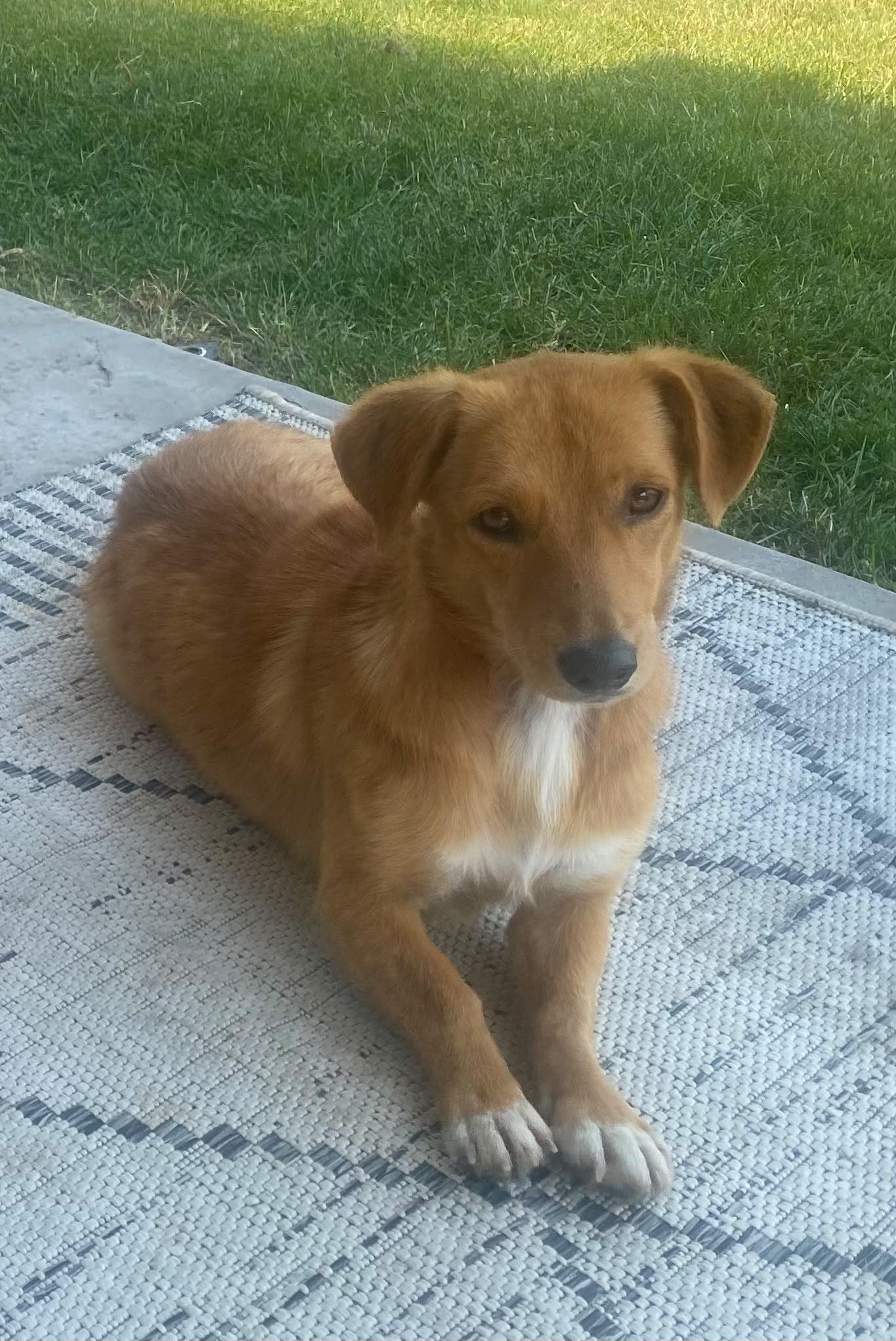 Ece, a Adoptable mixed breed in Kirkland, WA image 6/6