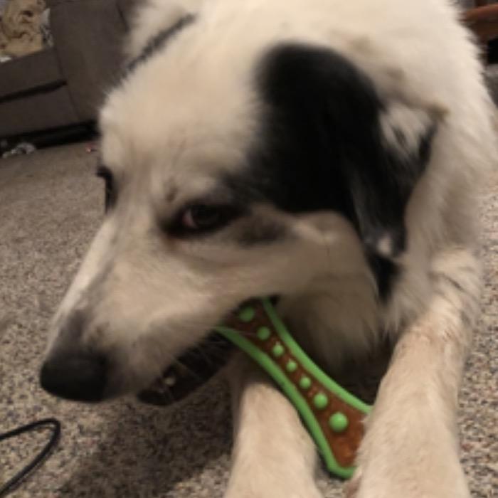 Enlarge Shasta`, a Adoptable Great Pyrenees in Dodge City, KS image 3/3