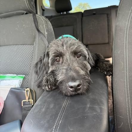 Enlarge Bumble, a ADOPTABLE mixed breed in Lemont, IL image 2/6