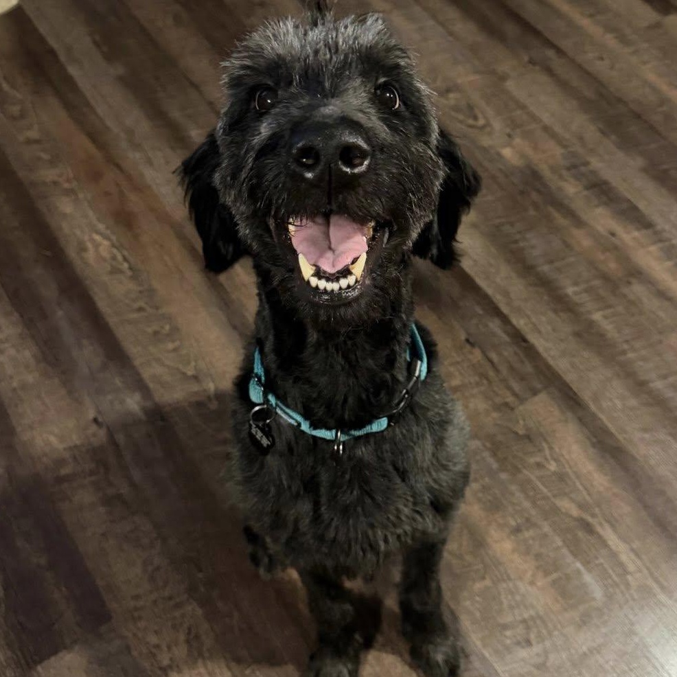 Enlarge Bumble, a ADOPTABLE mixed breed in Lemont, IL image 3/6