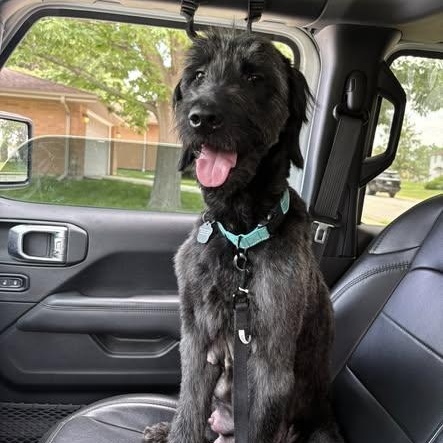 Enlarge Bumble, a ADOPTABLE mixed breed in Lemont, IL image 5/6