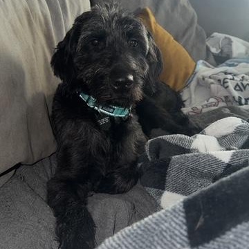 Bumble, ADOPTABLE, Adult Female Goldendoodle.