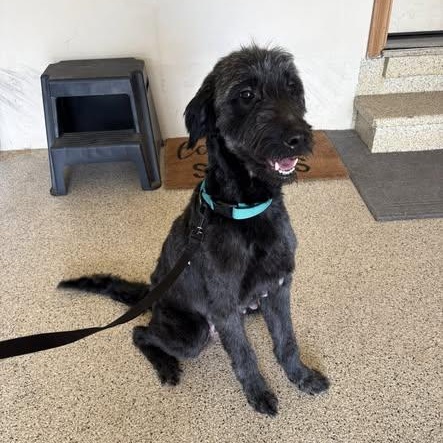 Enlarge Bumble, a ADOPTABLE mixed breed in Lemont, IL image 4/6